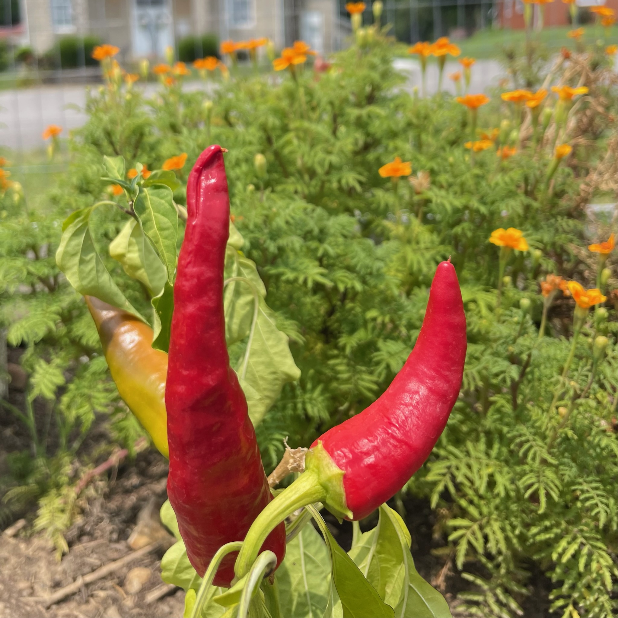 ReGarden community