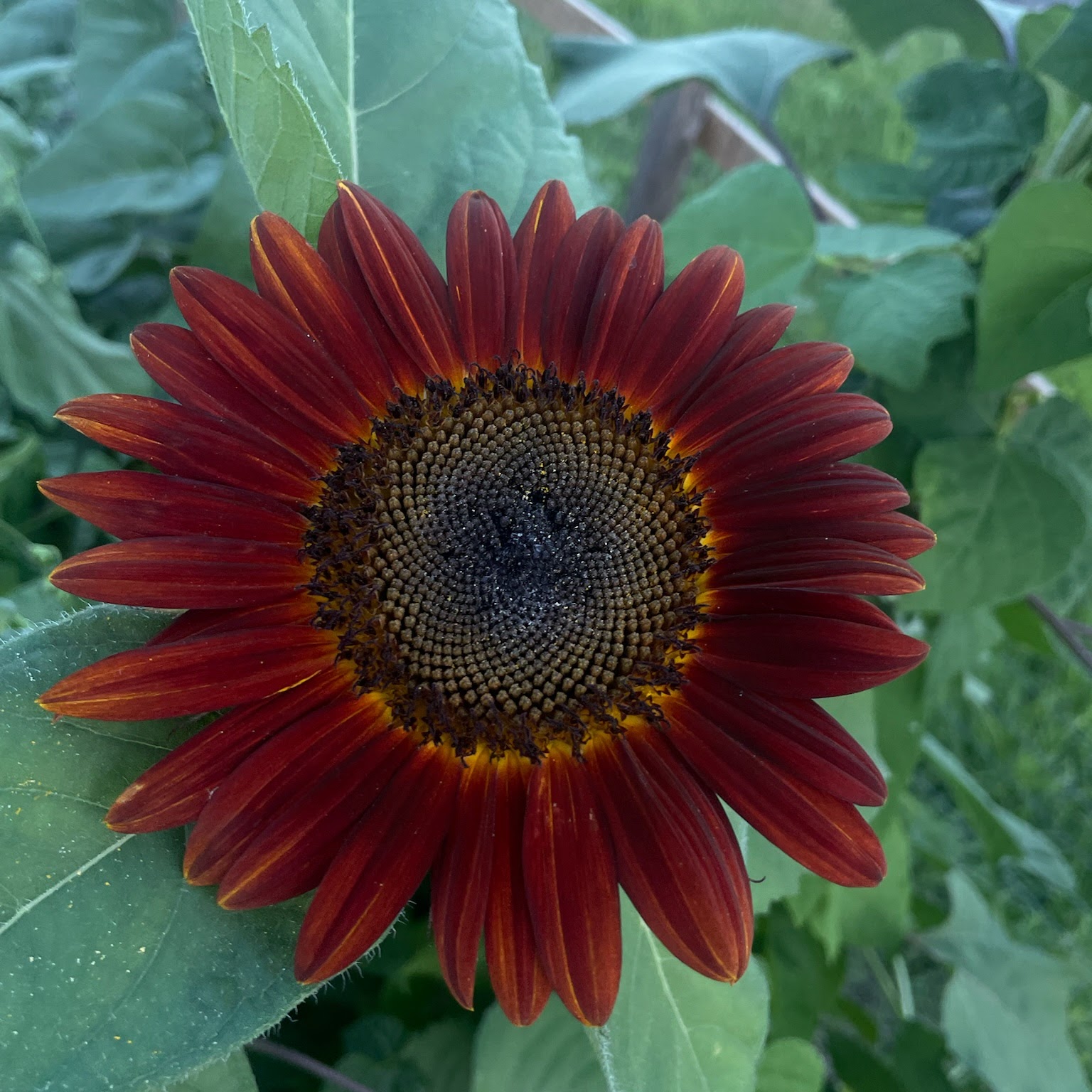 ReGarden community