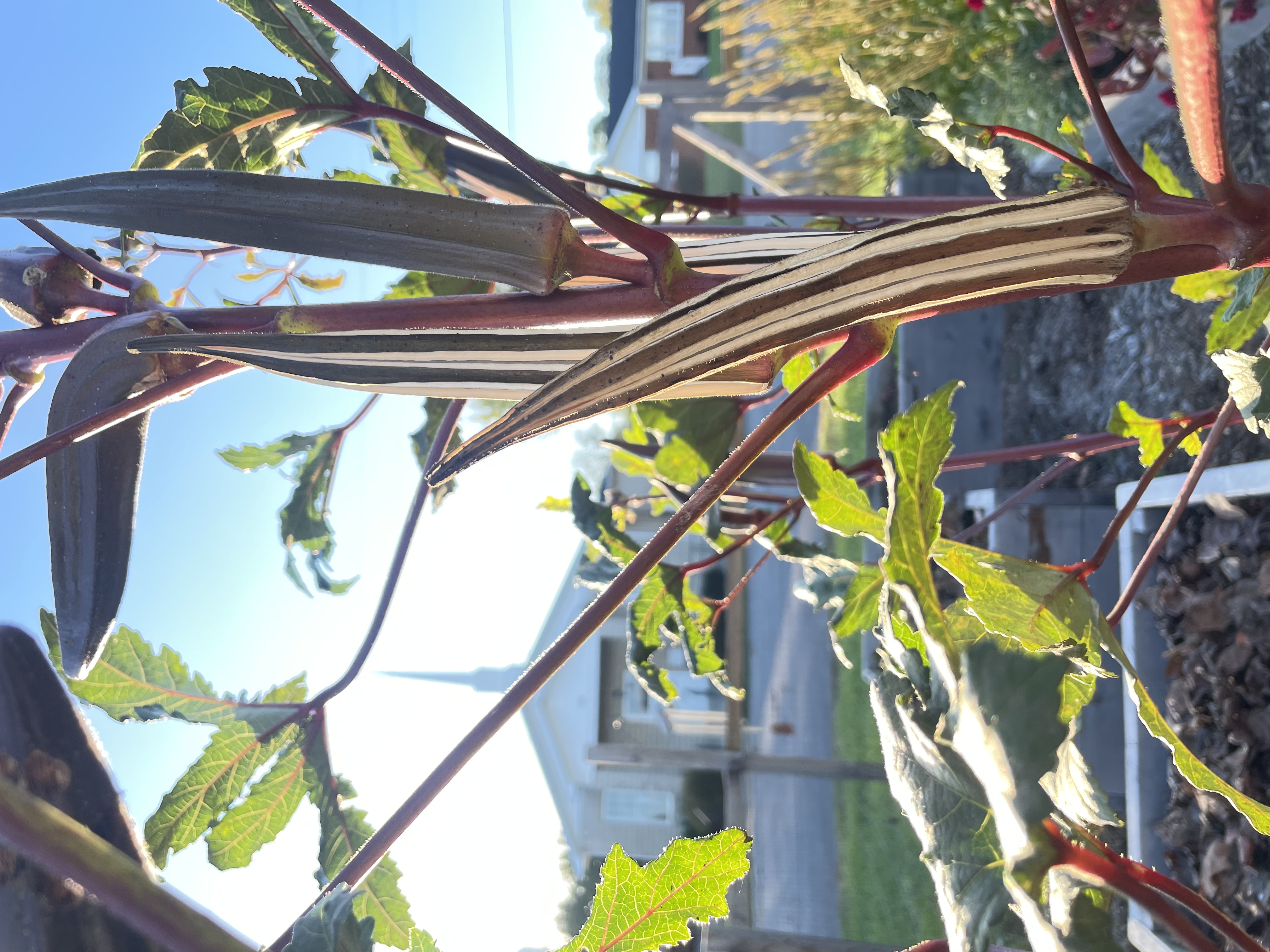 ReGarden community
